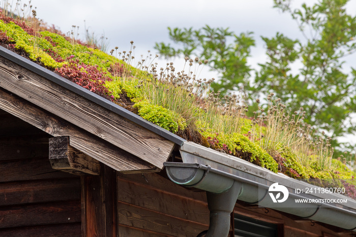 Plants on roof top