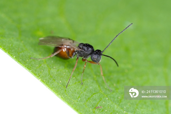 Iraella luteipes Gall wasp (Hymenoptera: Cynipidae). It is pest of Papaver somniferum commonly known as the opium poppy or breadseed poppy.