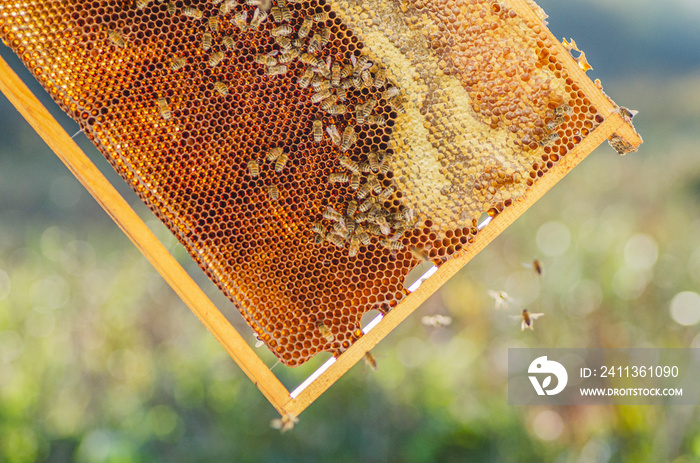 honey bees on honeycomb in apiary in summertime