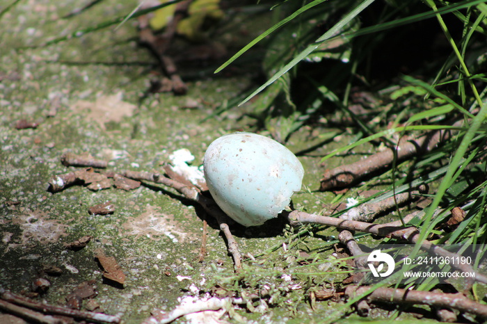 Broken bird egg on the ground.