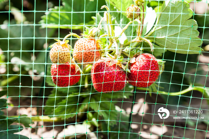 Strawberries bed covered with protective mesh from birds