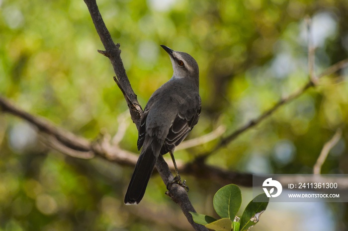 Mimus gilvus - sabiá-da-praia