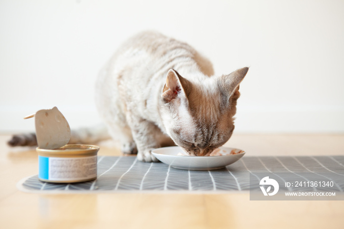 Close-up of a tabby cat eating canned cat food from white ceramic plate placed on the floor. Feline enjoying wet tuna tin. Fish soup with tuna meat fillets