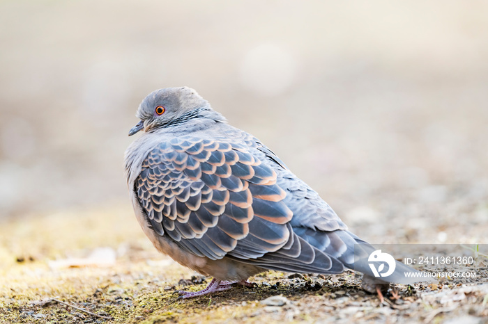 キジバト (Oriental turtle dove)