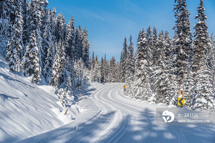 Winter forest in Banff Park