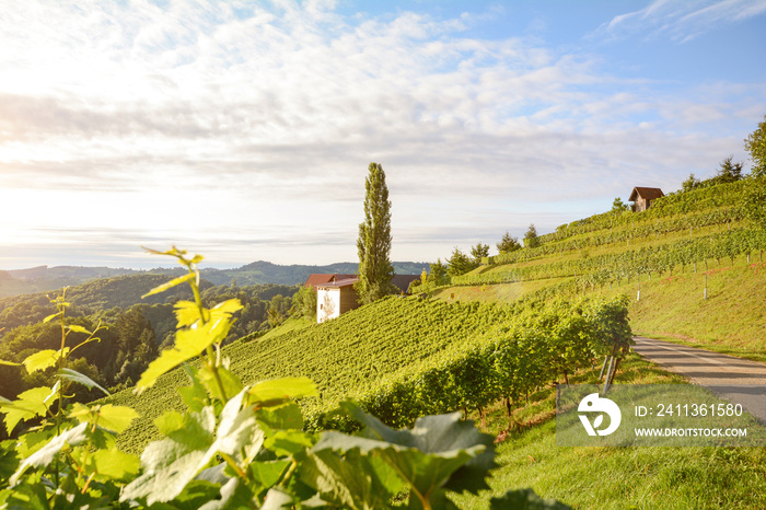 Vineyards with grapevine for wine production near a winery along styrian wine road, Austria Europe