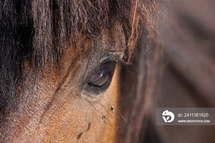 many flies fly on horse eye