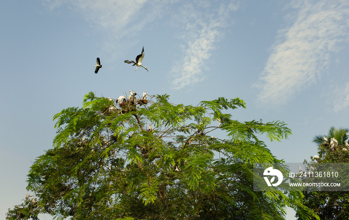 Adjutant storks returning to roost and nest on Majuli Island, Assam, India.