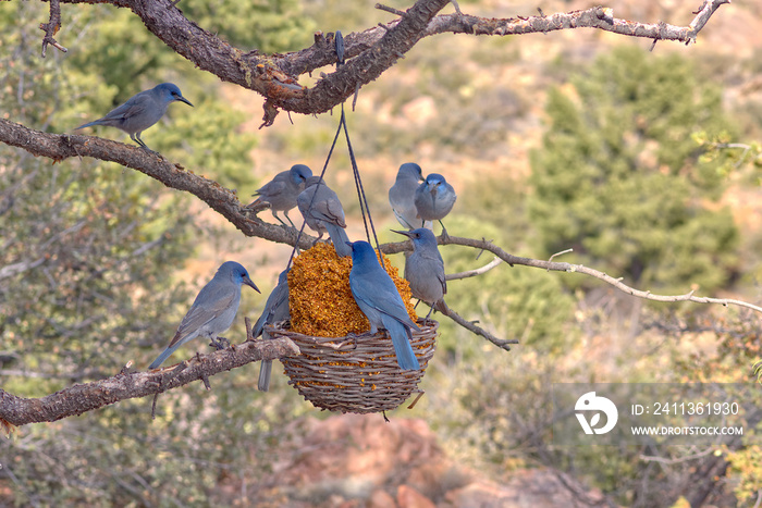 A flock of Pinyon Jays feeding on a basket of bird seed hanging from a Pinon Pine Tree limb. These birds are native to northern areas of Arizona.