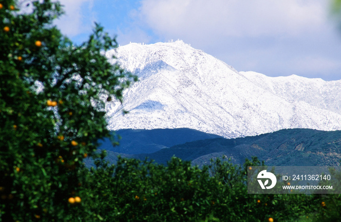 Snowy Mountain Near Redlands California with Orange Trees in Foreground displaying the Contrast in Climates in the Southern California Area