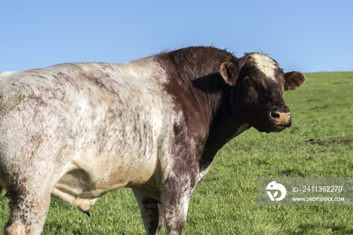 Shorthorn Bull