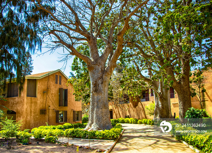 Street on Gorée island, Senegal, Africa. They are colorful stone houses and big green baobabs trees. It is one of the earliest European settlements in Western Africa, Dakar.