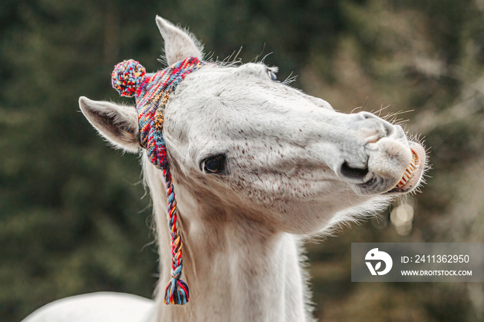 Funny head portrait of a white arabian horse gelding wearing a woolly cap and showing a trick looks like it´s laughing