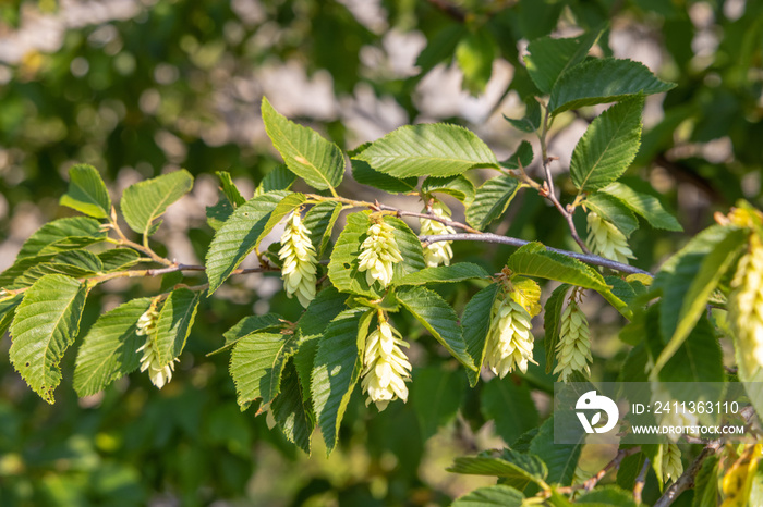 Fruits of Ostrya carpinifolia, the European hop-hornbeam