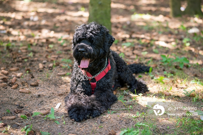 Russian black terrier on the grass in the forest.