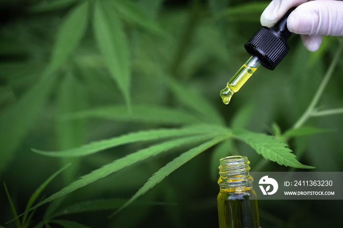 The hands of scientists dropping marijuana oil for experimentation and research, ecological hemp plant herbal pharmaceutical cbd oil from a jar.