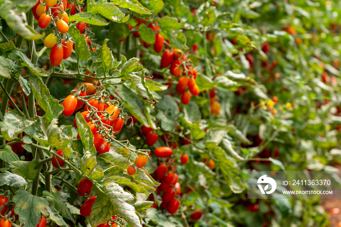 Red italian datterini pomodori tomatoes growing in greenhouse, used for passata, pasta and salades