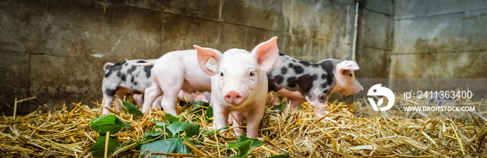 Ferkel im Stall mit Stroheinstreu, Banner