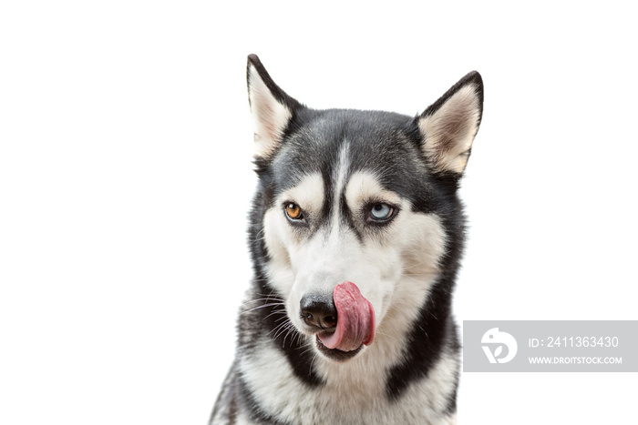 Funny husky dog wait treats and licking over the white background. Dog is waiting dog treats