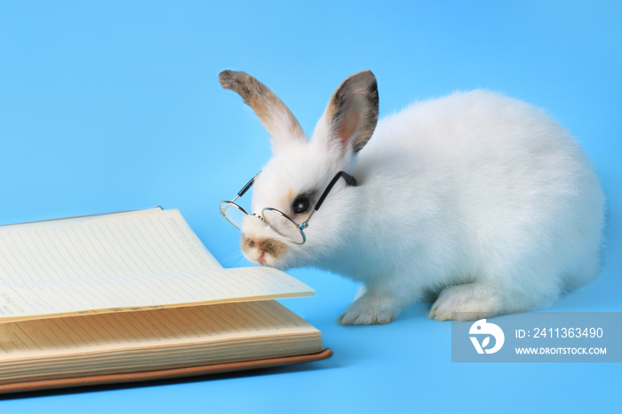 White rabbit wearing glasses with a book on a blue background, cute bunny studying and reading a book, pet education and animal training concept