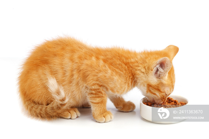 Little ginger kitten eats cat food from a bowl.