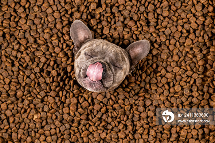 Happy French Bulldog swims in a sea of dog food