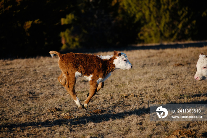 Hereford calf running with energy through winter field on farm.