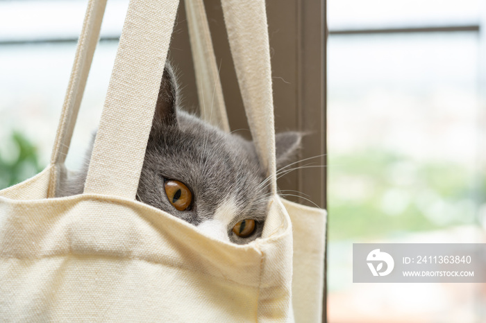 a cute british shorthair cat hiding inside a shopping bag at horizontal composition