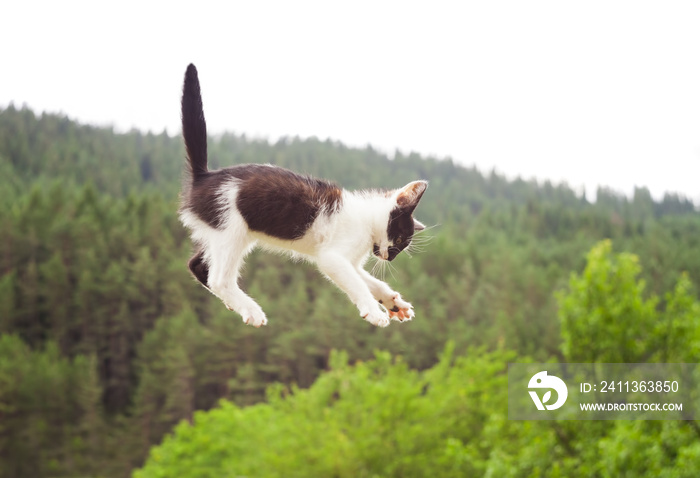 cute cat flying and falling in the nature. closeup