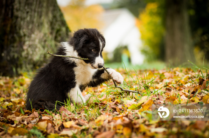 Portrait of cute black and white Border Collie puppy in fallen leaves
