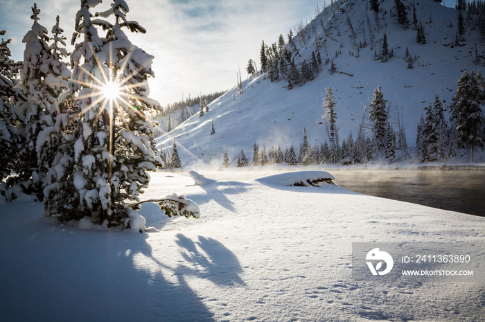 Bright sunshine peaks through the snowy pine trees in Yellowstone National Park in winter