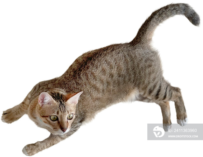 Cat Isolated clipart png