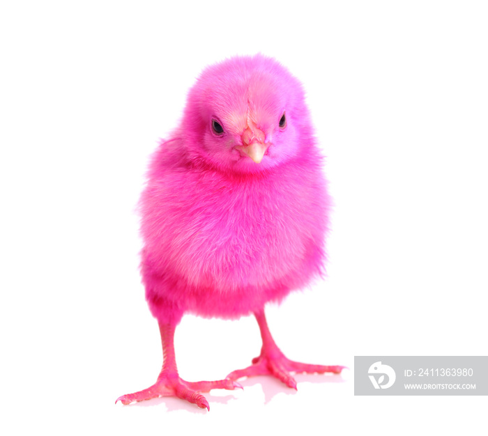 colorful cute baby chicken on white background.