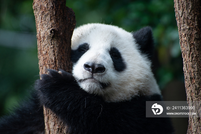 baby giant panda portrait in a tree