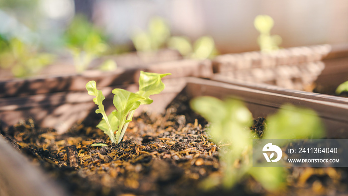 Close up of seedling organic salad plant in plastic plant pot, Vegetable gardening at home, Selective focus, farming and growing your own food concept.