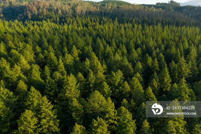 Wide view of beautiful redwood forest, sun setting