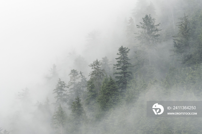 Spruce trees & fog in Peril Strait;  Alaska