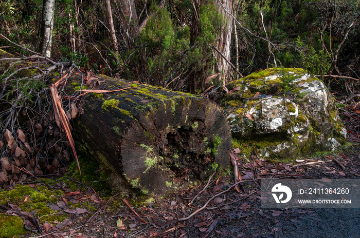 Lake St Clair Australia, wet decaying tree trunk with moss on forest floor