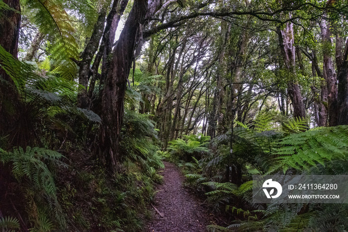 Hiking the Ngamoko track in Waikaremoana, New Zealand