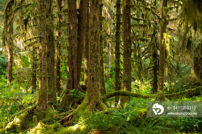 moss covered trees in lush rain forest in the northwest pacific in the Hoh rain forest in Olympic national park in Washington state.