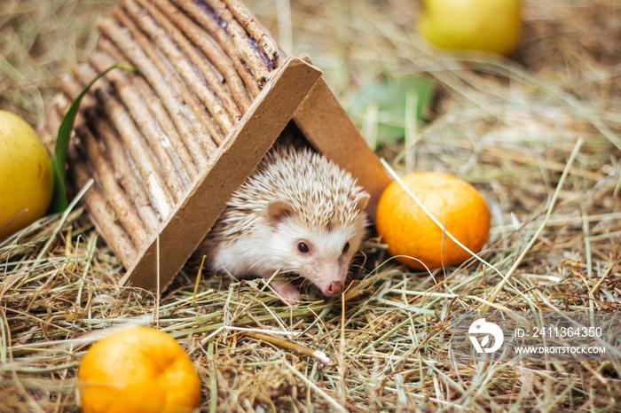 Cute hedgehog comes out of his forest house.