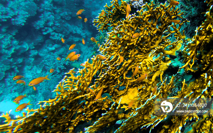 Yellow coral reef with small orange fish around