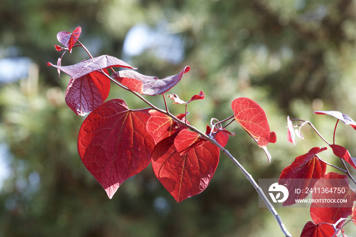 Red leaves of cercis canadensis