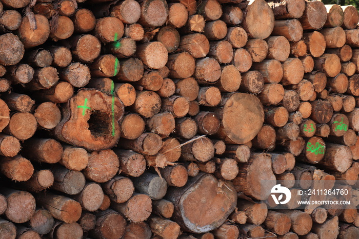 Stack of chopped firewood in forest