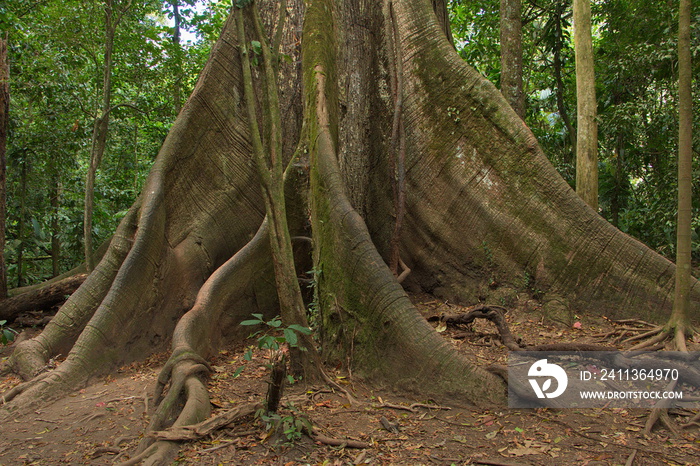 Giant ceiba tree at La Ceiba Trail in Parque Nacional Volcan Arenal in Costa Rica