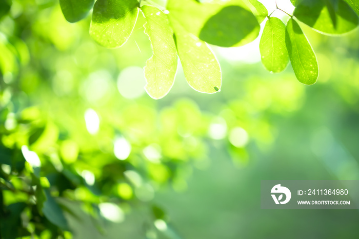 green blurred backdrop of nature, circle light wallpaper, white bokeh background