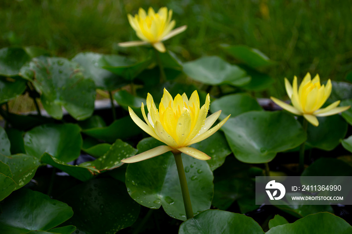 tree yellow Lotus in lotus basin with leaf and bokeh nature background