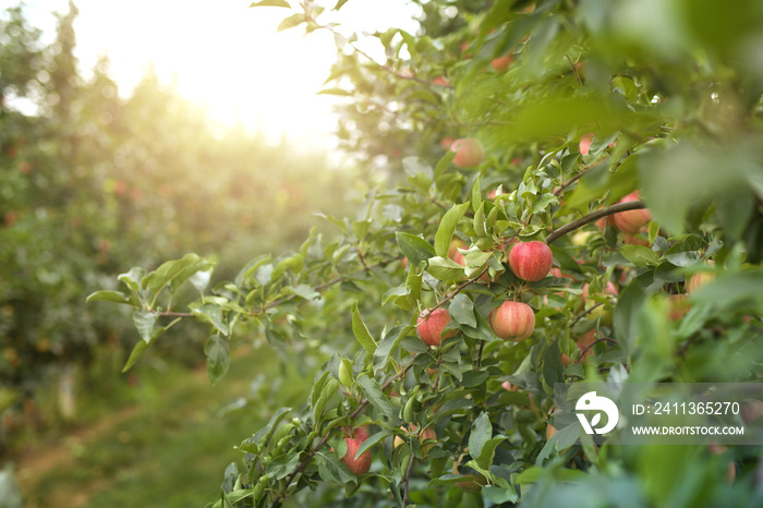 Fruit apple trees orchard in sunset.