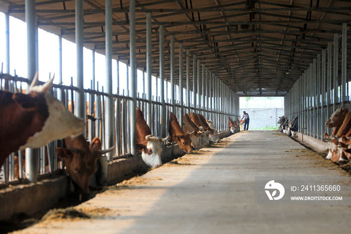 Workers work in beef cattle farms, China