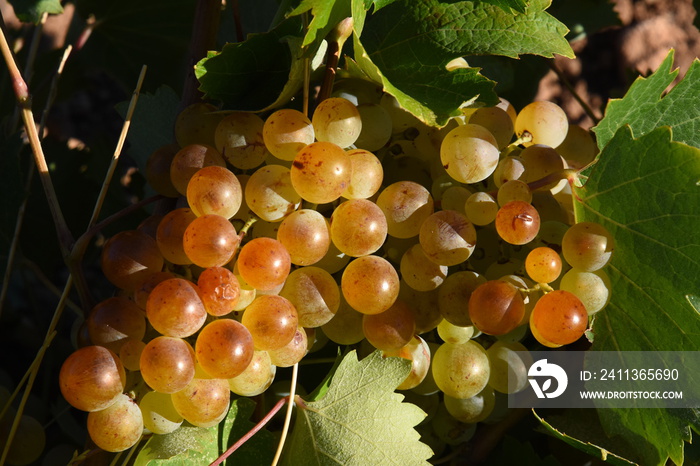 land cultivation of vineyards in Greece